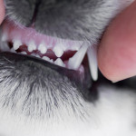 如何预防狗狗掉牙？