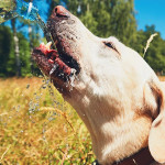 如何帮助家里的狗抵御热浪？