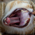 猫咪有多少颗牙齿？