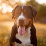 炎炎夏日对爱犬最易造成的 8 种危险