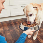 避免狗狗进食太快