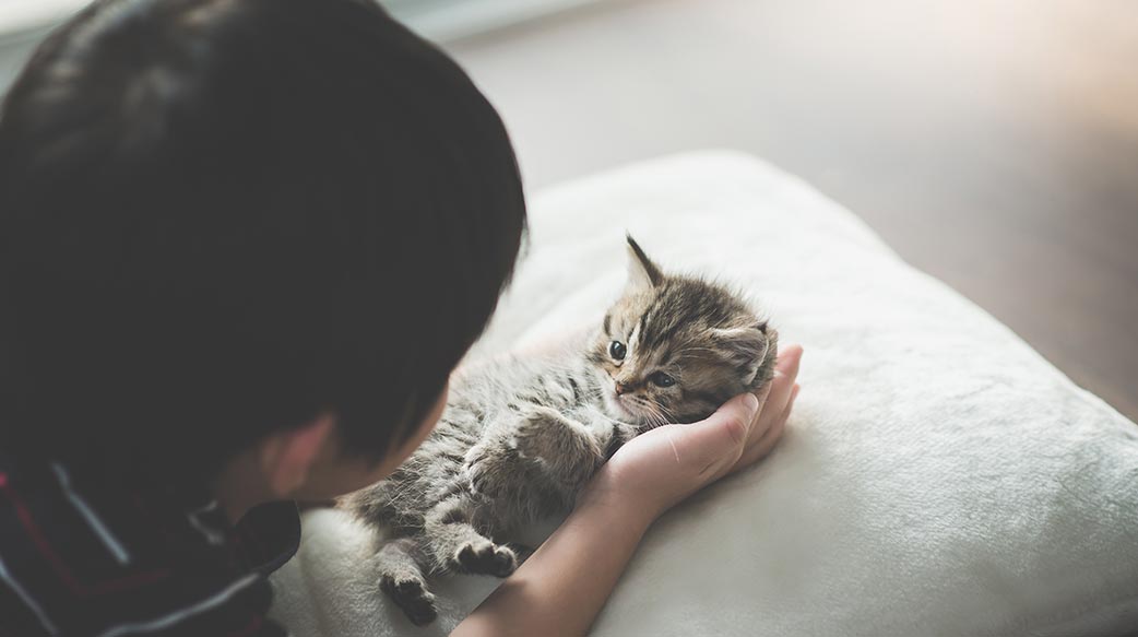 领养猫咪时常犯错误