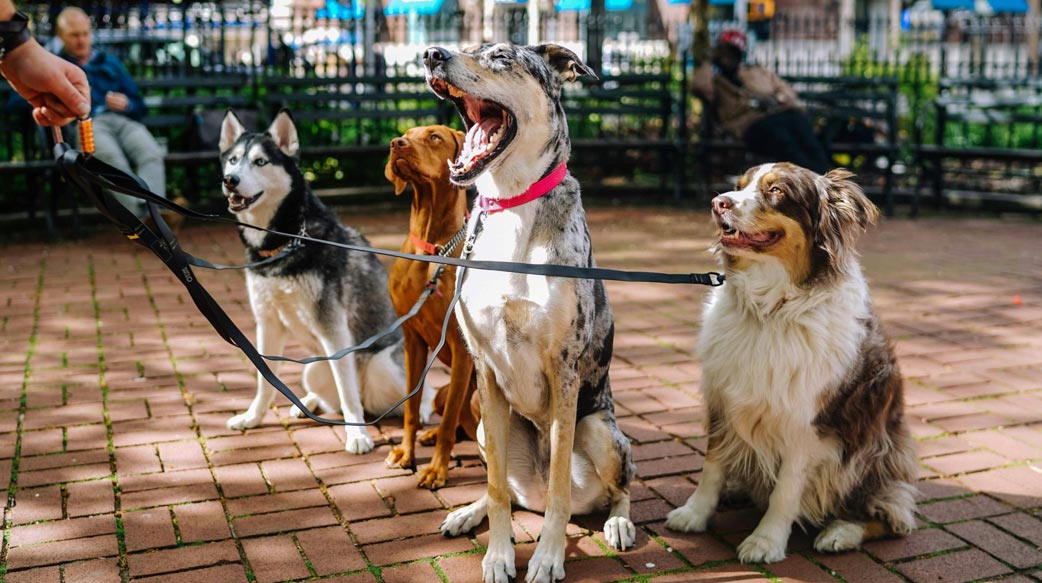 關閉人類診所轉攻寵物市場 沃爾瑪瞄準新商機