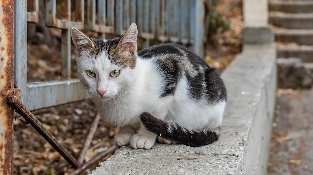 流浪猫该不该喂食？有小爱，更需拥有公共眼界