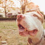 比特犬傷人案的法律問題