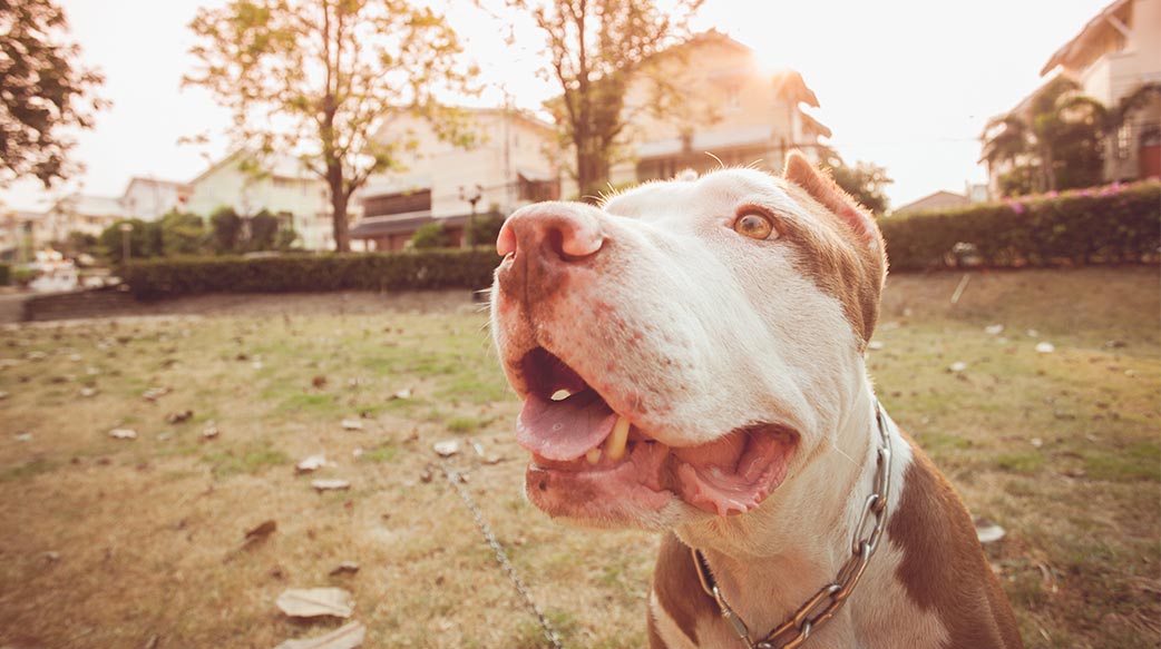 比特犬傷人案的法律問題