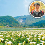 在陽明山和大園 「芋」見春天氣息 純白、彩色海芋述說神創造奇妙