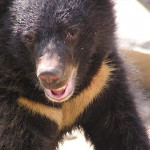 黑熊出沒，日本熊害嚴重