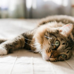 控制猫咪体重术