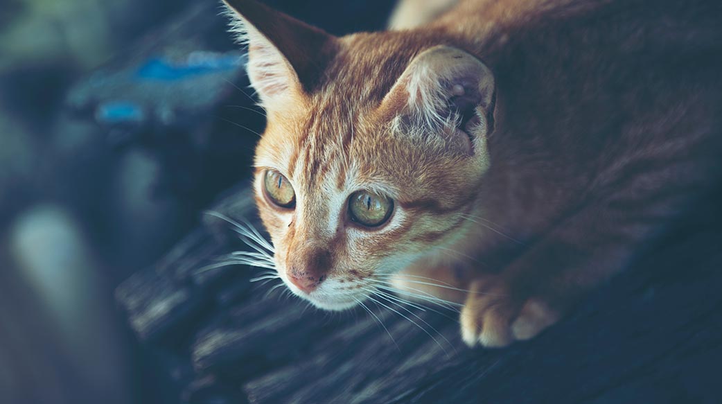 中国虐猫影片背后的暗黑集团