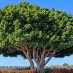 校園安全與樹木養護的沉重反思