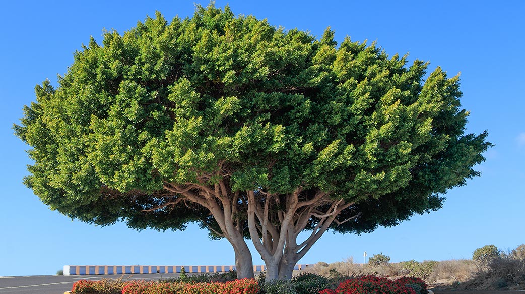 校園安全與樹木養護的沉重反思