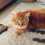 猫咪皮肤发红掉毛