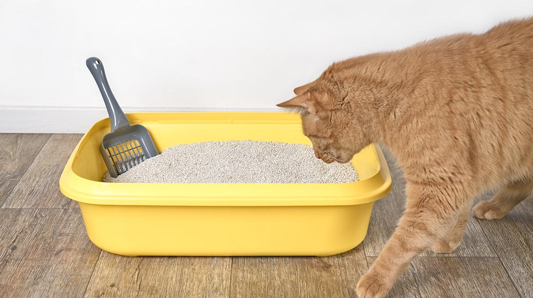 第一次养猫，猫砂该怎么挑选？