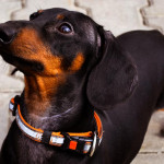 全球首款宠物智慧型手机 PetPhone
