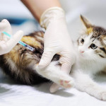 猫咪疫苗全指南