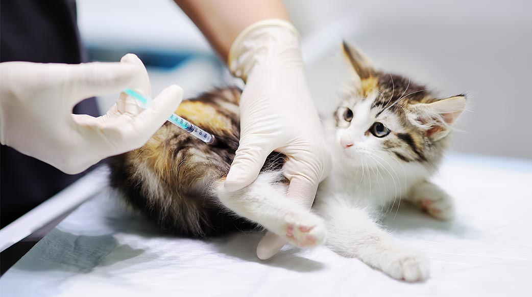 猫咪疫苗全指南