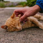 猫咪中暑急救与预防全指南