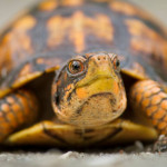 烏龜藏襪偷渡被查獲