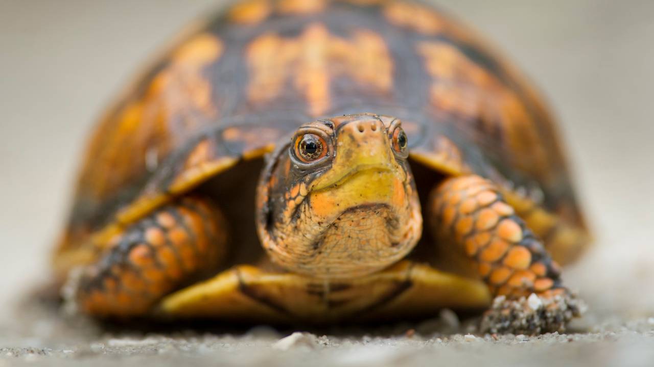 烏龜藏襪偷渡被查獲