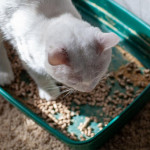 有了圭藻土猫砂，防潮除臭变简单