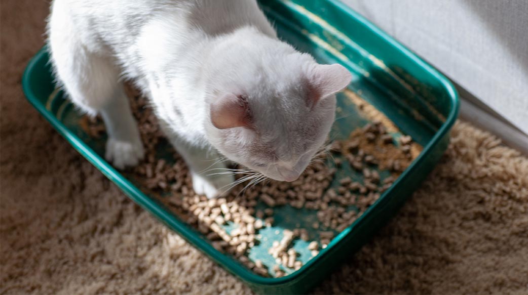 有了圭藻土猫砂，防潮除臭变简单