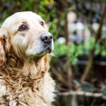 高龄犬营养保健