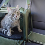 预防猫咪晕车实用指南