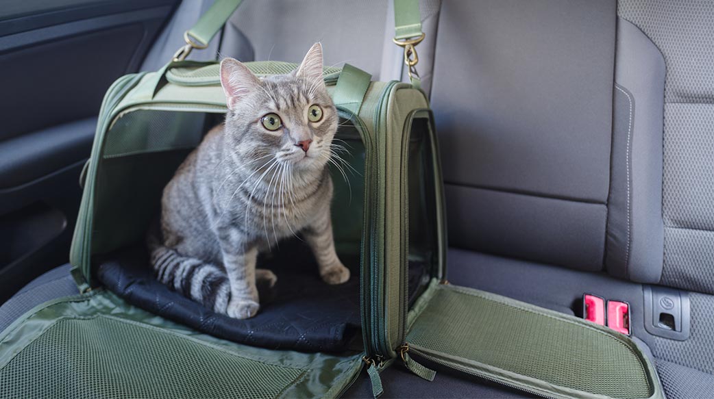 预防猫咪晕车实用指南