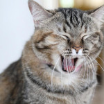 猫咪打嗝是正常现象吗？