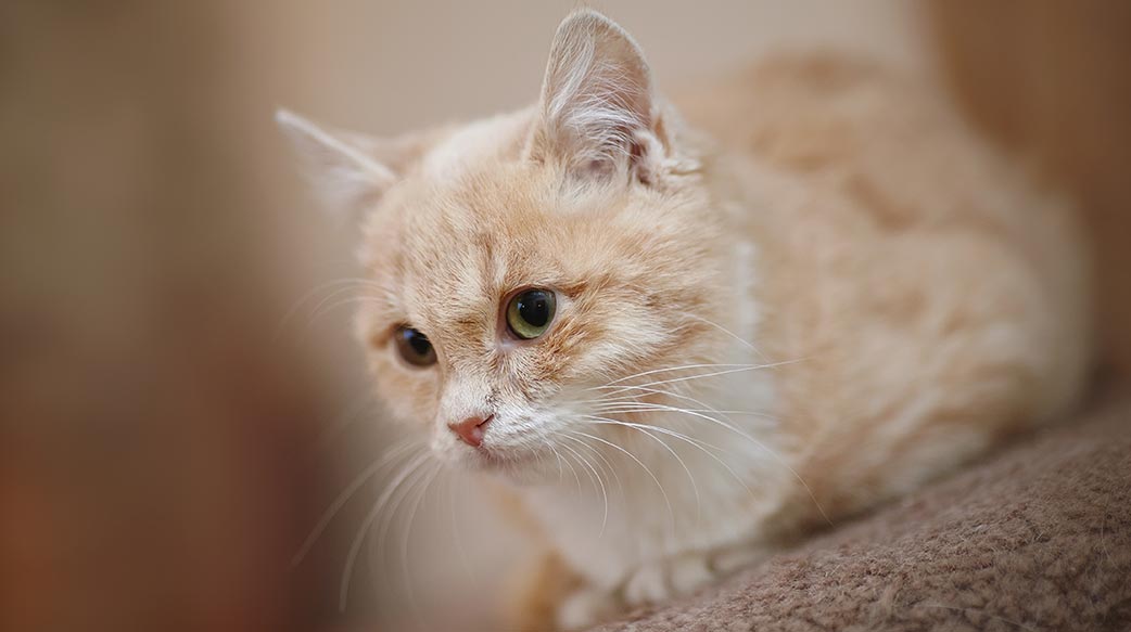 貓咪退養要罰16萬？ 合理嗎？