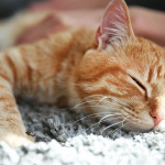 家中宠物猫，是亲人丢给你的另一种幸福？