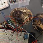 香菇做的晶片你看過嗎？科學家找到稀土替代品：非常適合機器人和自駕車