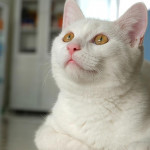 小心 这些声音会让猫咪抓狂