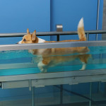 什么是狗狗水疗？