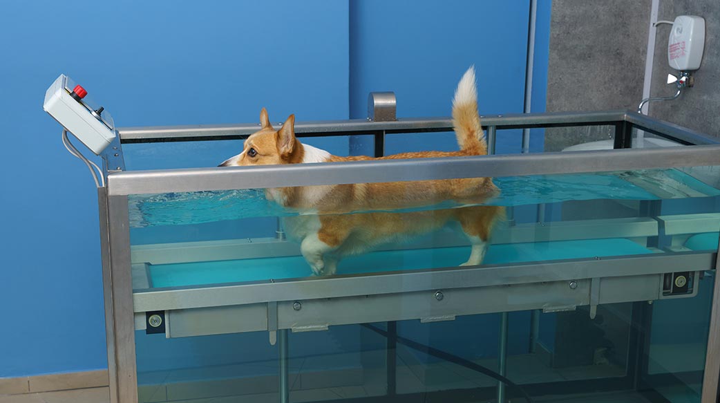 什么是狗狗水疗？