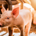 豬瘟的政治口水 無益於防疫作戰