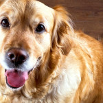 狗狗每天应该摄取多少卡路里