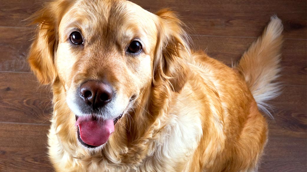 狗狗每天应该摄取多少卡路里