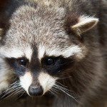 你知道吗？有些特殊宠物不能饲养