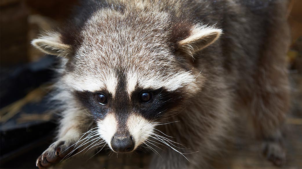 你知道吗？有些特殊宠物不能饲养