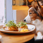 各国陆续放宽“宠物进餐厅”规定