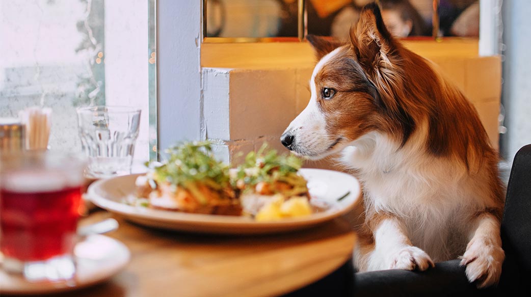 各国陆续放宽“宠物进餐厅”规定