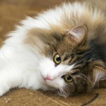 英国宠物主人对开销仍感忧虑