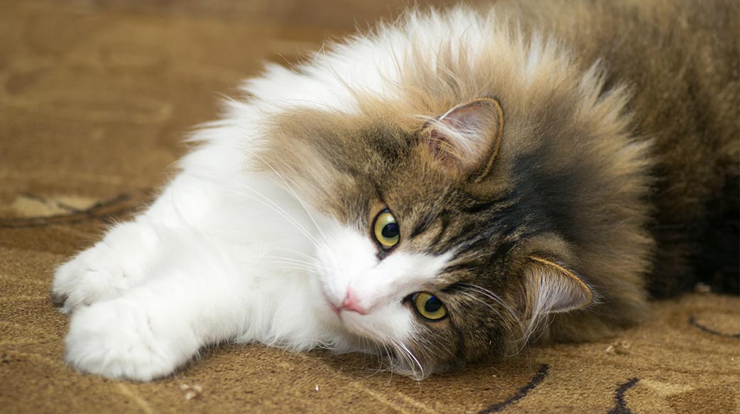 英国宠物主人对开销仍感忧虑