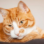 猫咪兽医最希望你知道的四件事