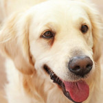 美国与欧洲加强宠物福利与消费者保障