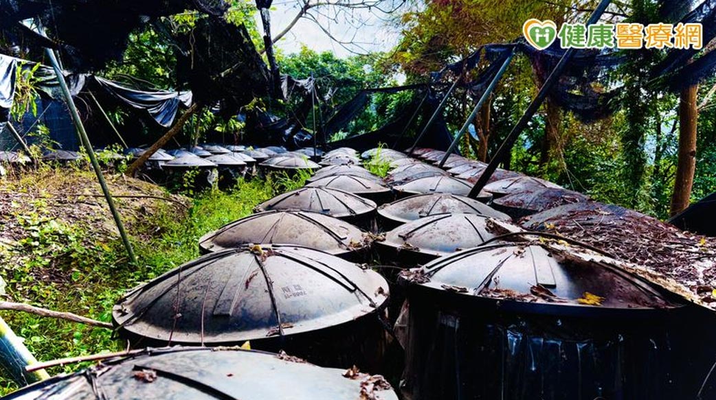 從森林到腳下的每一步：十安以善行健走　展現永續實踐力