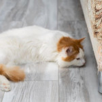 观察猫狗掉毛是换季正常？还是健康异状？