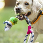 宠物玩具热销 但安全疑虑升高